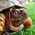 Ranavirus in Florida Box Turtles on Captiva
