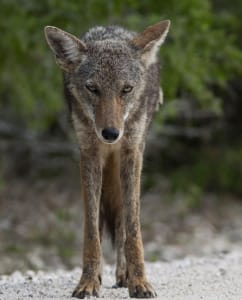 Coyotes Raiding Turtle Nests On Sanibel?, File Photo Credit - Stephen Pollard, Via Creative Commons.