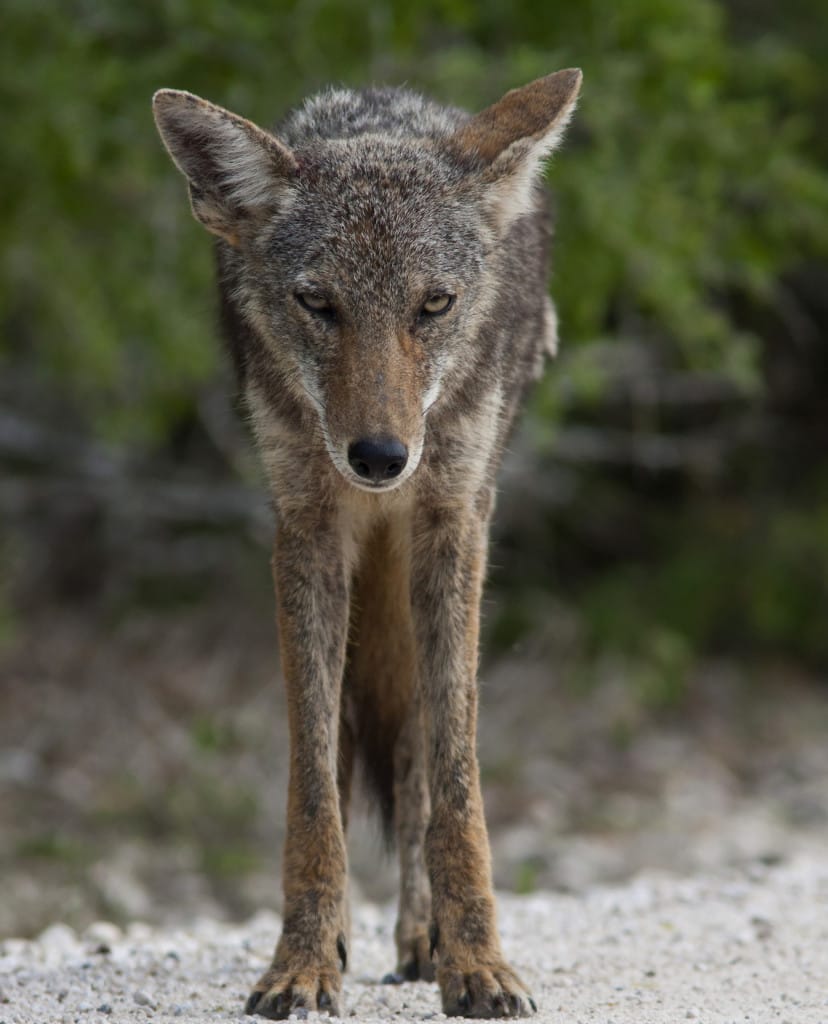 Coyotes Raiding Turtle Nests On Sanibel?, File Photo Credit - Stephen Pollard, Via Creative Commons.