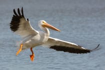 Ding Darling, White Pelican Landing, File Photo, Photo Credit - Ken Slade.