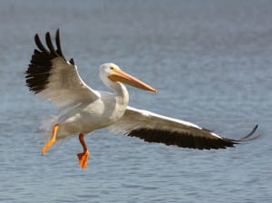 Ding Darling, White Pelican Landing, File Photo, Photo Credit - Ken Slade.