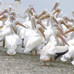 White Pelicans Have Returned To Ding Darling!