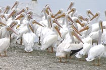 Ding Darling, White Pelicans, File Photo, Photo Credit - Brian Garrett.