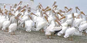 Ding Darling, White Pelicans, File Photo, Photo Credit - Brian Garrett.