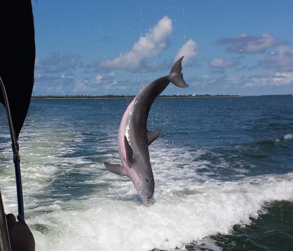 Captiva Dolphin Jumping, Captiva Island, Photo Credit - Jene Zobrist.