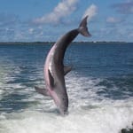 Captiva Dolphins Jumping For Joy About All The Redfish In The Bay!