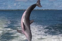 Captiva Dolphin Jumping, Captiva Island, Photo Credit - Jene Zobrist.