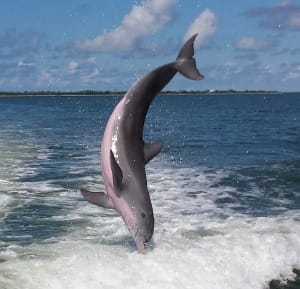 Captiva Dolphin Jumping, Captiva Island, Photo Credit - Jene Zobrist.