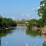 Sanibel Mayor Kevin Ruane On Ecosystem Restoration Task Force