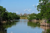 Sanibel Mayor Kevin Ruane Appointed To South Florida Ecosystem Restoration Task Force, Everglades File Photo, Photo Credit - Rasmus Bøgeskov Larsen.