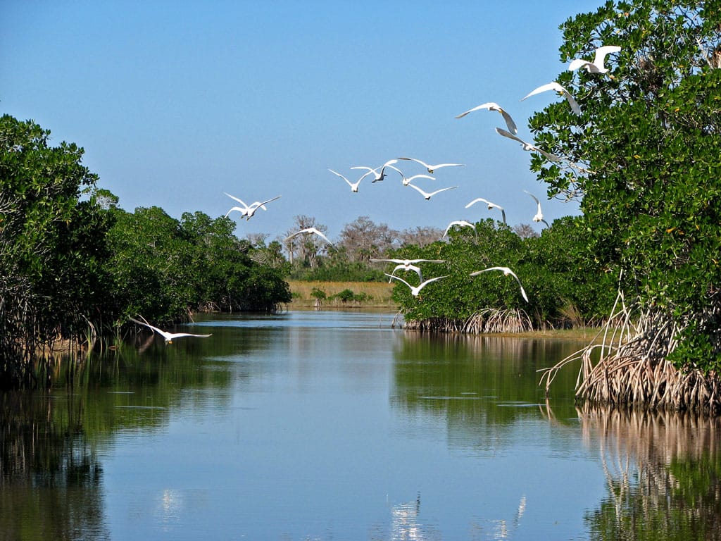 Sanibel Mayor Kevin Ruane Appointed To South Florida Ecosystem Restoration Task Force, Everglades File Photo, Photo Credit - Rasmus Bøgeskov Larsen.