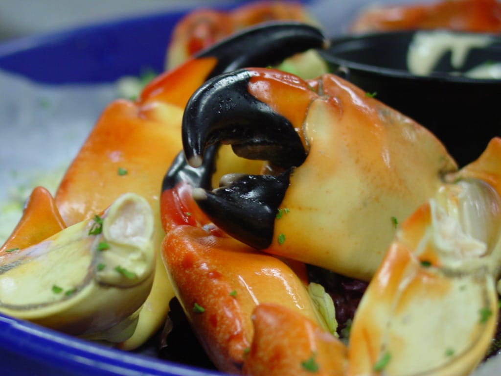 Sanibel, Florida Stone Crab, Photo Credit - Larry Hoffman.