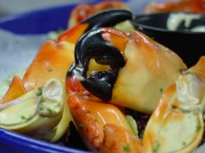 Sanibel, Florida Stone Crab, Photo Credit - Larry Hoffman.