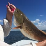 Huge Redfish Schools Off Sanibel & Captiva