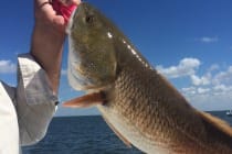 Sanibel Fly Fishing, Redfish, 10-17-14, Sanibel & Captiva Islands.