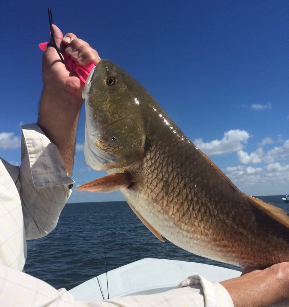 Sanibel Fly Fishing, Redfish, 10-17-14, Sanibel & Captiva Islands.