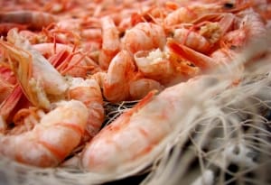 Molly Malone Seafood, Fresh Shrimp, File Photo, Photo Credit - Nathaniel Watson.
