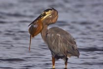 Great Blue Heron-Stingray, Photo Courtesy Of Al Hoffacker Wildlife Photography & half-crackerphoto.com
