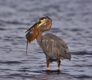 Great Blue Heron-Stingray, Photo Courtesy Of Al Hoffacker Wildlife Photography & half-crackerphoto.com
