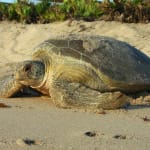 March 1 Official Start Of Sea Turtle Nesting Season