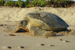 Green Turtle Nesting, Photo Credit - FWC.