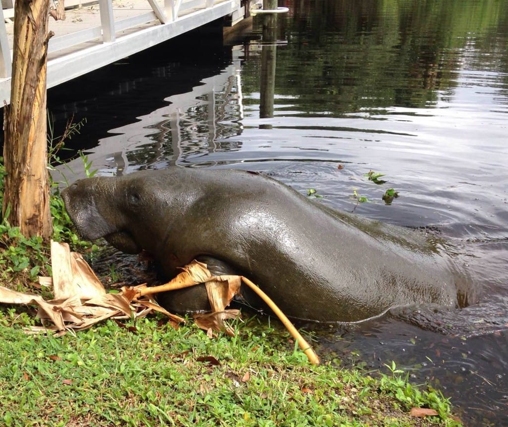 Manatee Walking on Land, FWC Fish And Wildlife Research, Photo credit - Edgar Stout