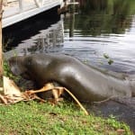February FWC Statewide Manatee Survey Positive Despite Red Tide