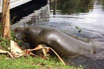 Manatee Walking on Land, FWC Fish And Wildlife Research, Photo credit - Edgar Stout