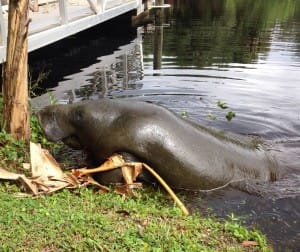 Manatee Walking on Land, FWC Fish And Wildlife Research, Photo credit - Edgar Stout