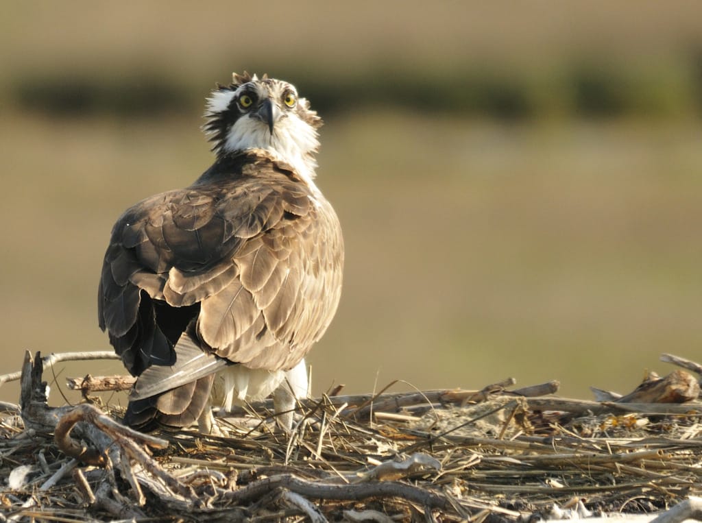 Osprey, File Photo Courtesy Of hjhipster.
