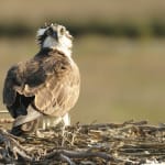 Vote Sanibel Best Bird Watching Location In US!
