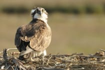 Osprey, File Photo Courtesy Of hjhipster.