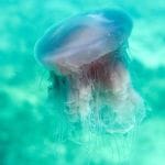 Captiva:  Pink Meanies Jellyfish Offshore