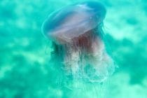 Pink Meanies Off Sanibel & Captiva, Pink Meanie Jellyfish, Photo Courtesy Of Don Demaria.