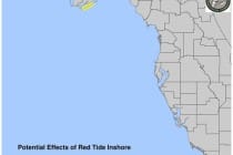 Red Tide Report, Potential Effects Of Red Tide Inshore, 10-15-14