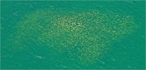 Red Drum Or Redfish, Spawning Aggregations Near Shore, Aerial Photo Credit - FWC.
