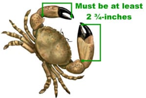 Stone Crab Claw Size Requirements, Courtesy Of Florida Fish and Wildlife Conservation Commission.