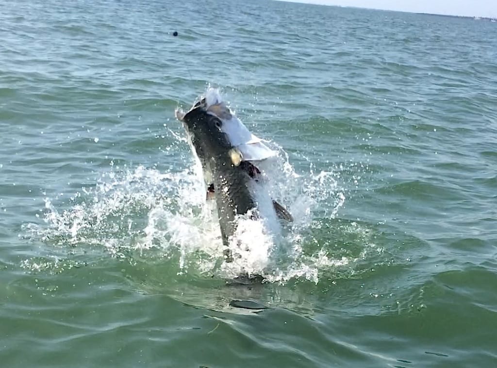 Sanibel Rentals, Tarpon Coming Up, 3-22-15, Sanibel Fishing.