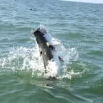 Very Early, But Already Seeing Tarpon
