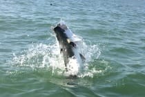 Sanibel Rentals, Tarpon Coming Up, 3-22-15, Sanibel Fishing.