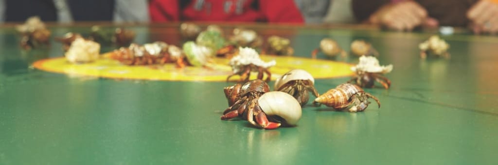 'Tween Waters Inn Crab Races, Photo Courtesy Of 'Tween Waters Inn.