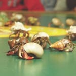 Best Sanibel-Captiva Things To Do: Weekend/Coming Week