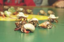 'Tween Waters Inn Crab Races, Photo Courtesy Of 'Tween Waters Inn.