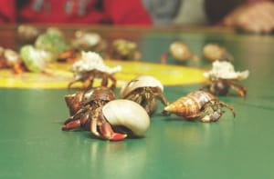 'Tween Waters Inn Crab Races, Photo Courtesy Of 'Tween Waters Inn.