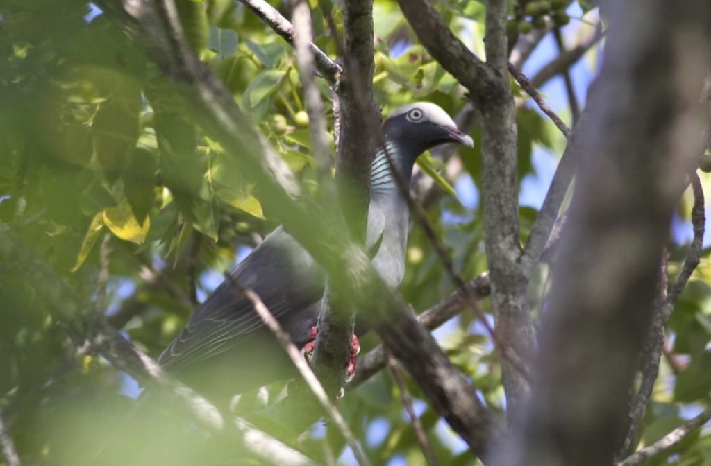 White-Crowned Pigeon, "Ding" Darling, Sanibel Island, October 2014, File Photo Credit - defaulter.