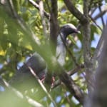 Rare White-Crowned Pigeon