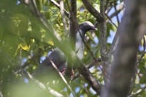White-Crowned Pigeon, "Ding" Darling, Sanibel Island, October 2014, File Photo Credit - defaulter.