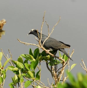 White-Crowned Pigeon, "Ding" Darling, Sanibel Island, October 2014, Photo Credit - France Paulsen.