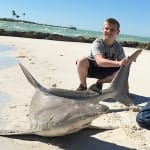 Captiva:  Sandbar Sharks In Redfish Pass
