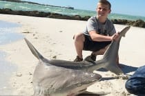 Big Catch & Release Sandbar Shark, Redfish Pass, North Captiva, 2-18-14.